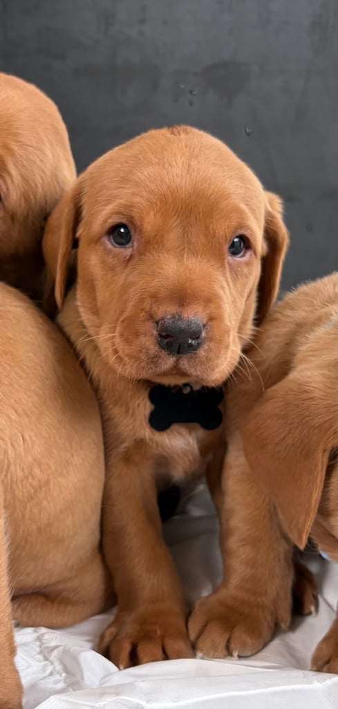 Kc fox red Labrador puppies ready 1 week 
