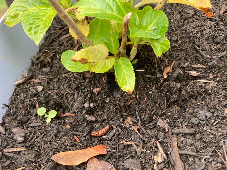 image for Hydrangea Plant in pot