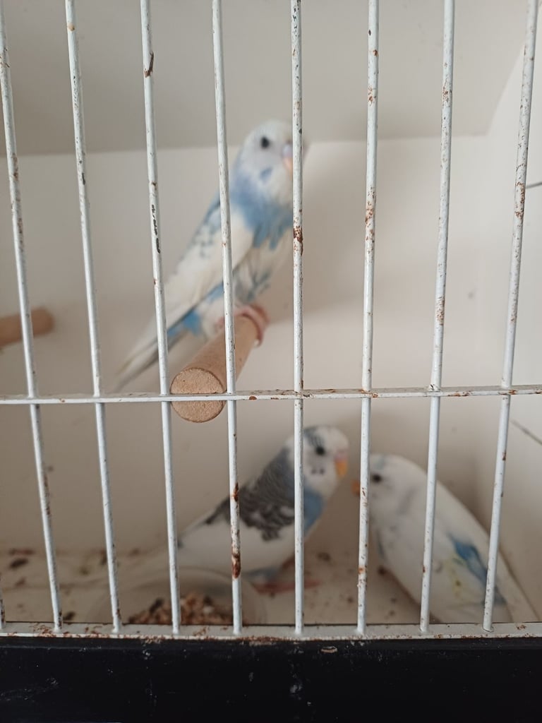 Budgies,canarys