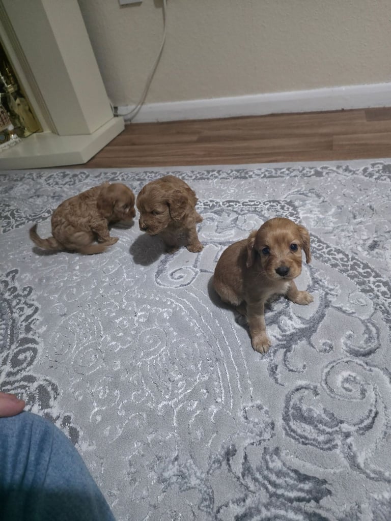 Cockerpoo puppies 