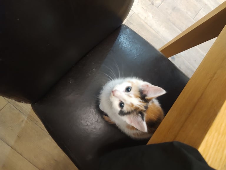Three stunning kittens available this weekend 