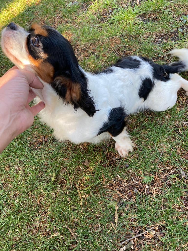 King Charles