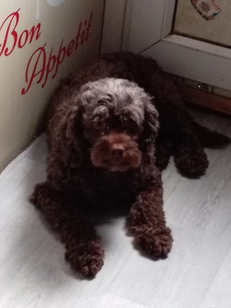 Female chocolate cockapoo 