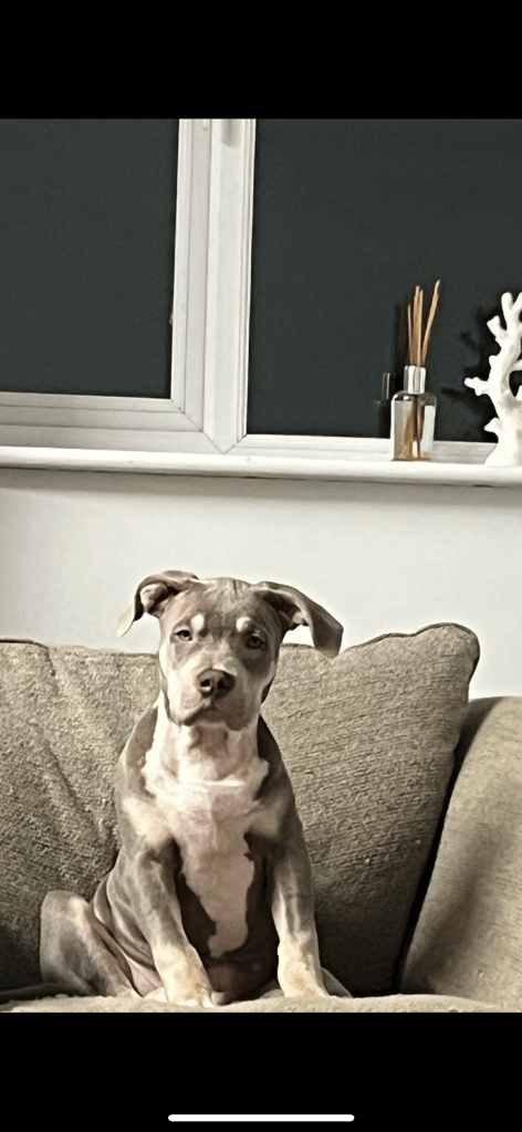 Male staff x American bully 