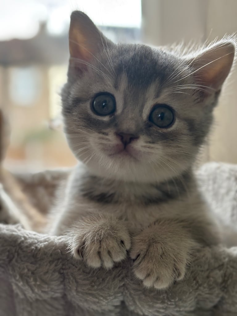 kittens cat for sale