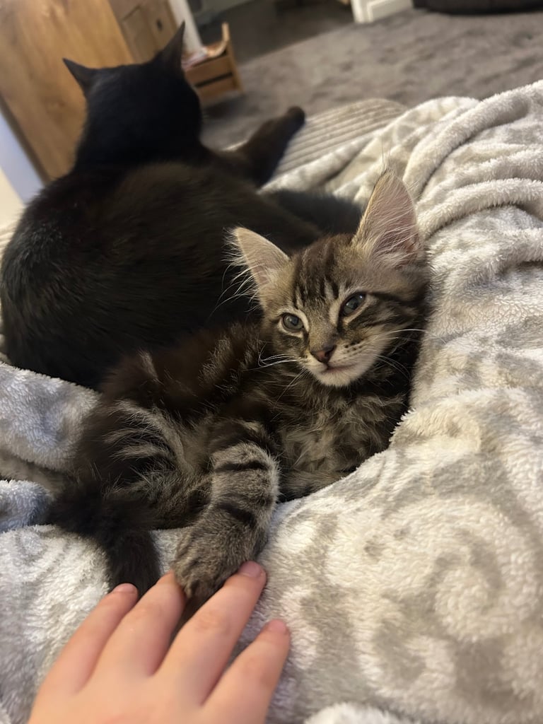 2 tabby little brother kittens must stay together ❤️