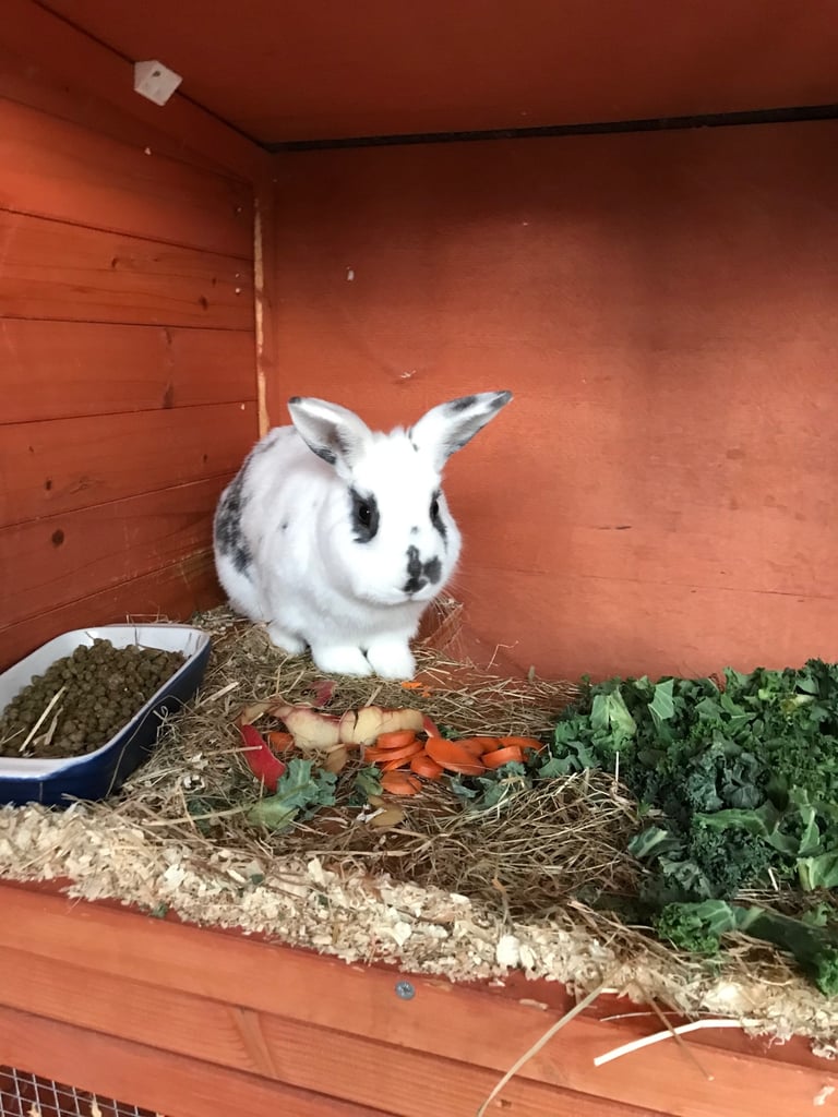 Rabbit + hutch +run’s 