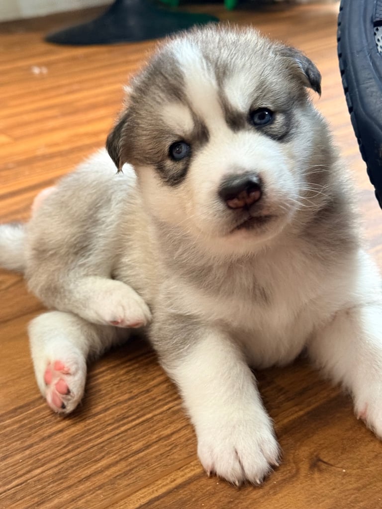 image for Siberian Husky Puppies 