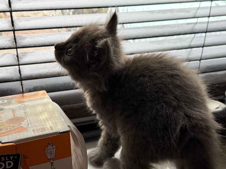 Maine coon / Persian/ British Blue mix - cute grey fluffy kitten ready to leave now