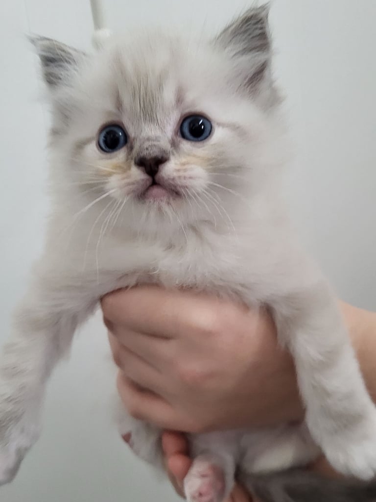 Ragdoll kittens 
