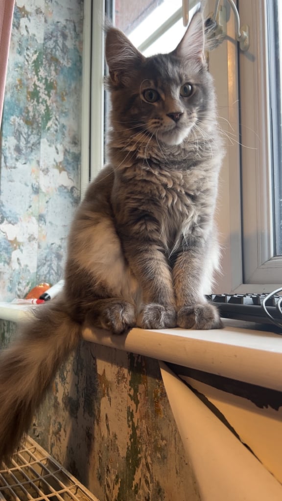 Male maine coon kitten 