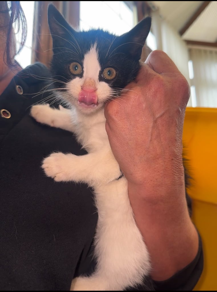 baby kittens for sale 