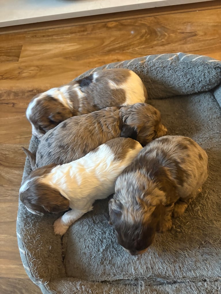 Cocker spaniel pups 