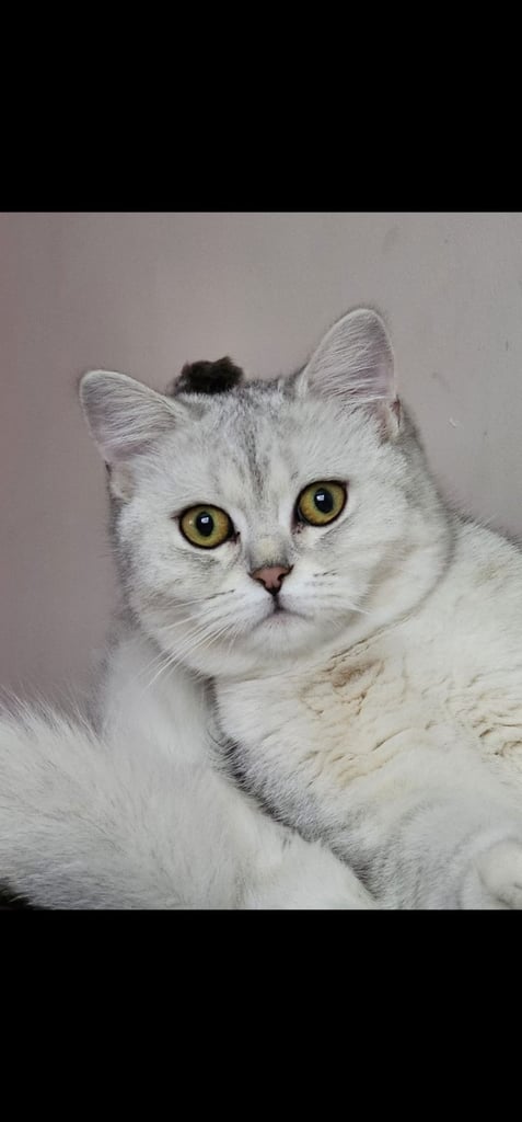 image for British shorthair girl 