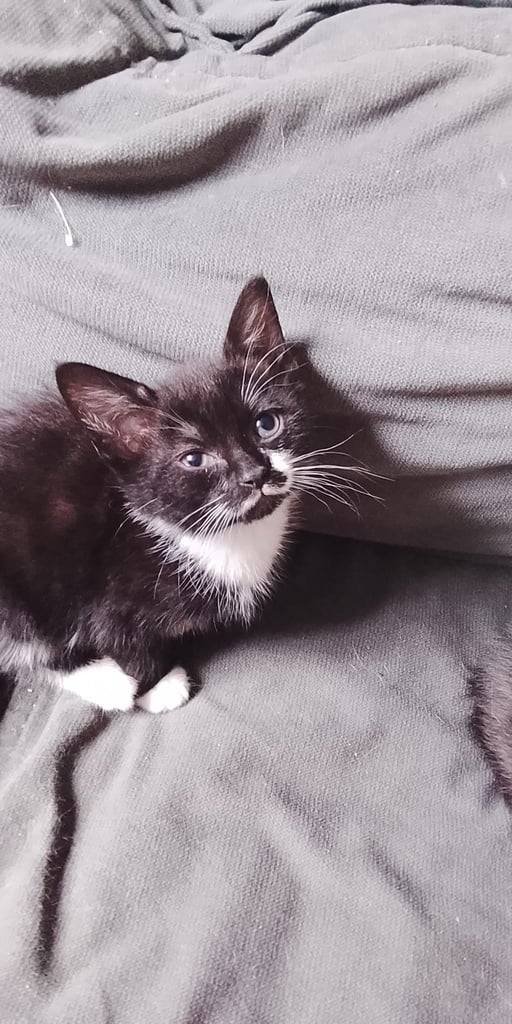2 adorable tuxedo female kittens