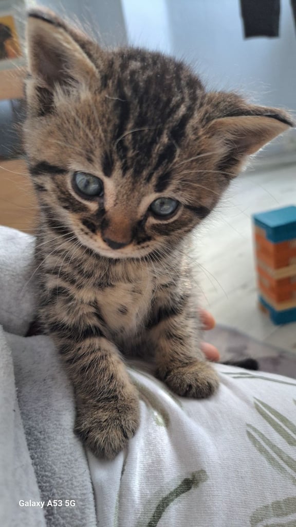 image for Bengal × British Shorthair mix kittens are ready to go.