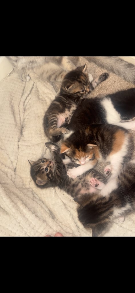 Kittens for sale 
