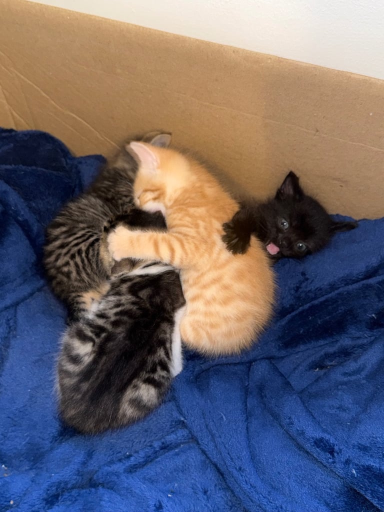 image for Looking for my forever lovely home