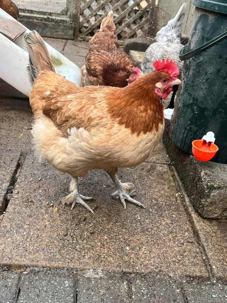 Hens for sale various egg colours 1years old