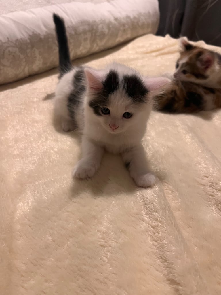 Kittens 