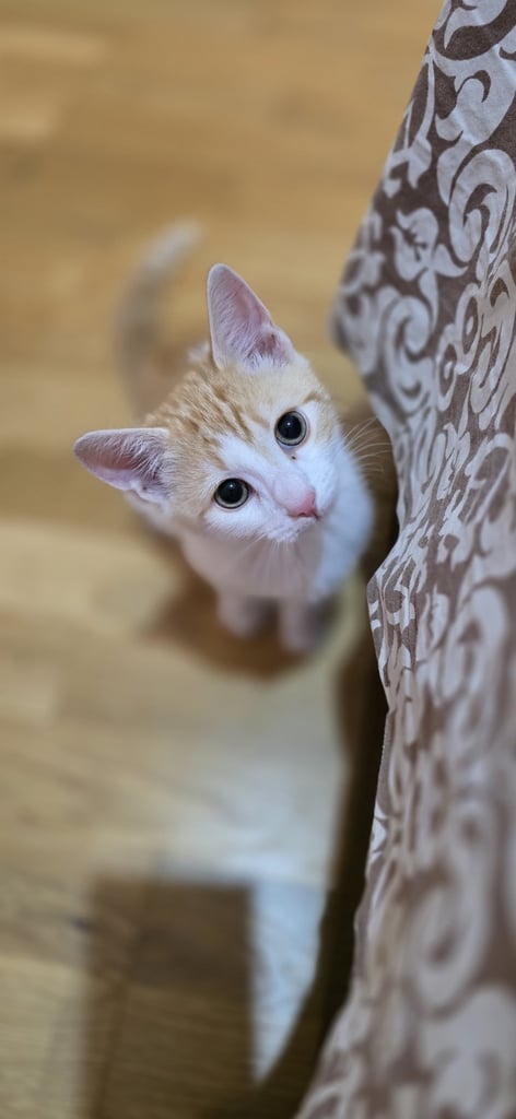 Kitten for sale