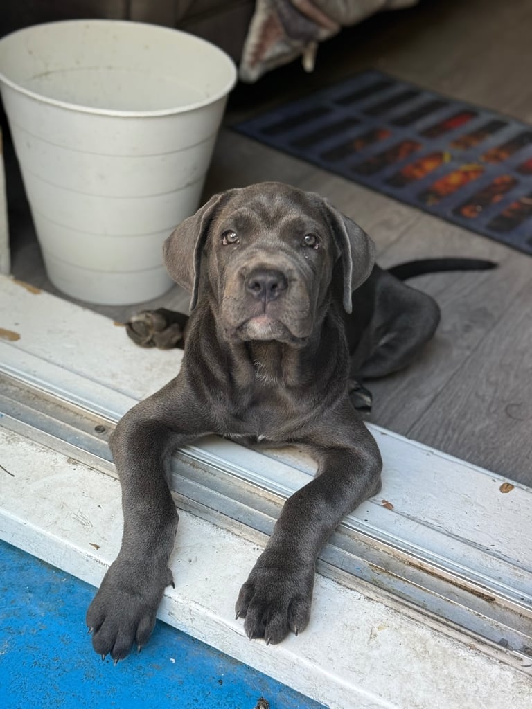 Full Cane corso 