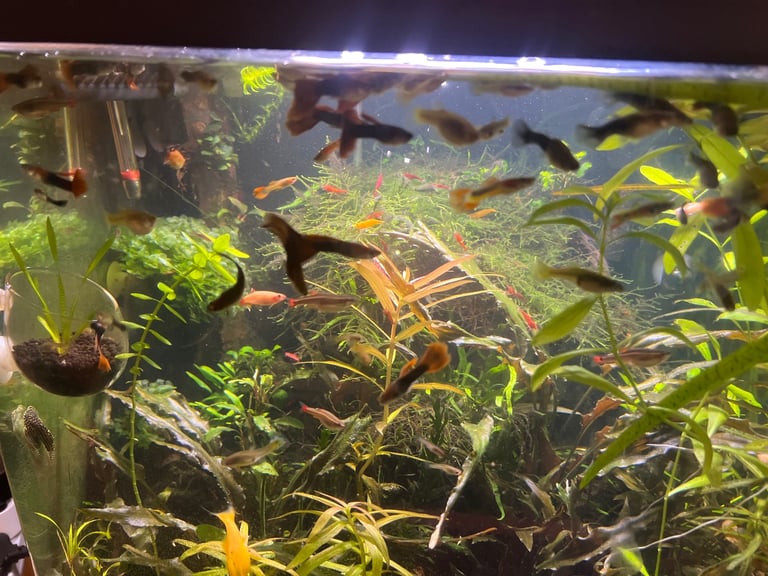 Nano fish red cherry shrimp