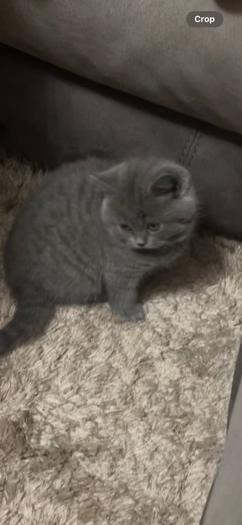 British shorthair 