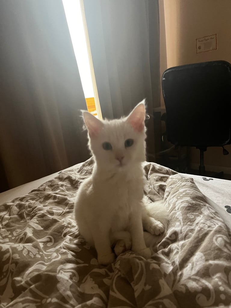 Female half mainecoon 