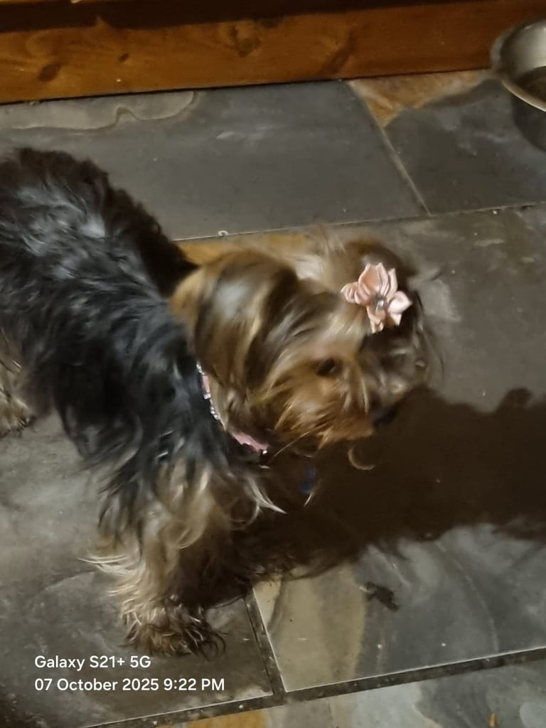Yorkshire terrier pups 