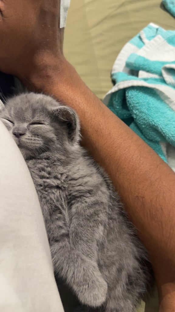 Bsh 