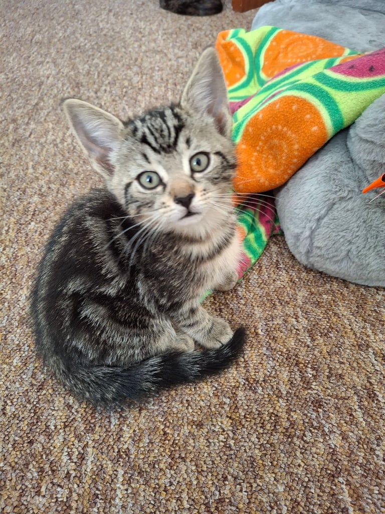 image for 2 kittens for sale