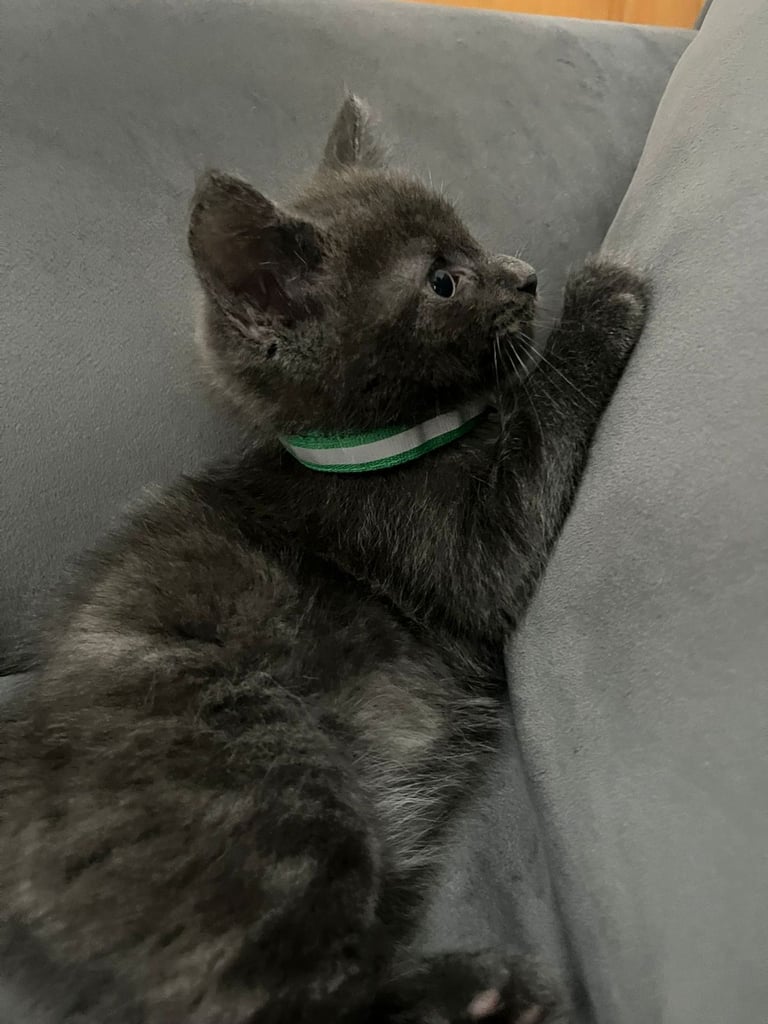 Male kitten for sale 8weeks b