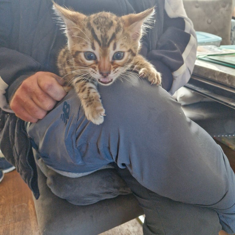 Bengal kitten 