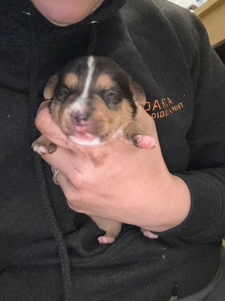 Jack Russell puppies available end of novemeber 