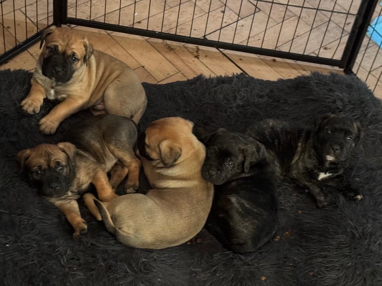 Bullmastiff x American Staff