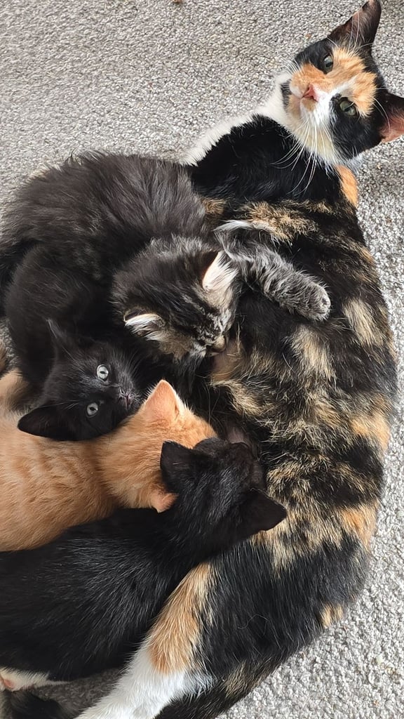 Kittens 