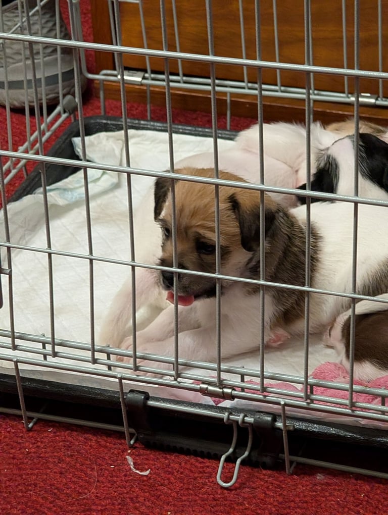 Shih Tzu Terrier cross puppies 
