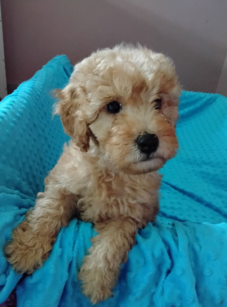 Cockapoo puppies 