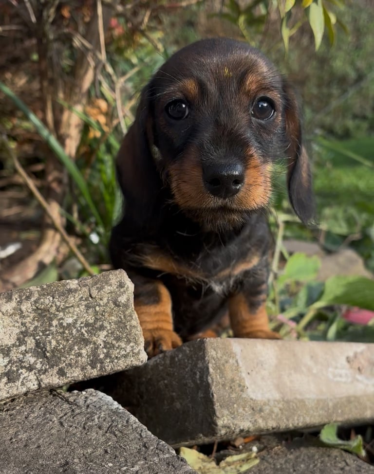 READY READY READY Adorable dachshund puppies