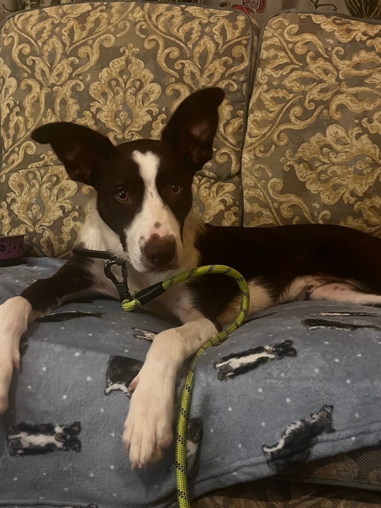 Border collie puppy