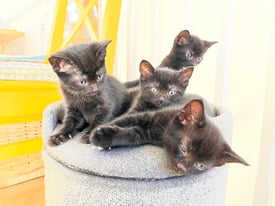 Kittens for sale - ALL RESERVED 