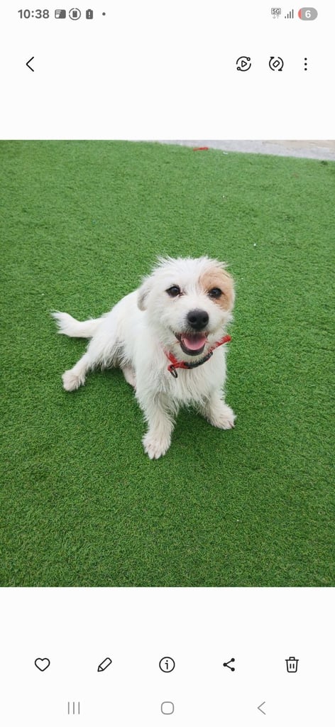 Jack Russell Puppies