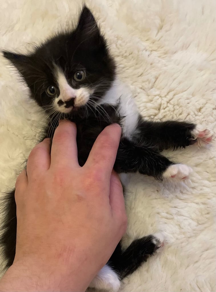 Turkish black and white angora kitten 