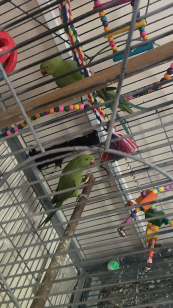 2 Indian ring neck parrots & cage