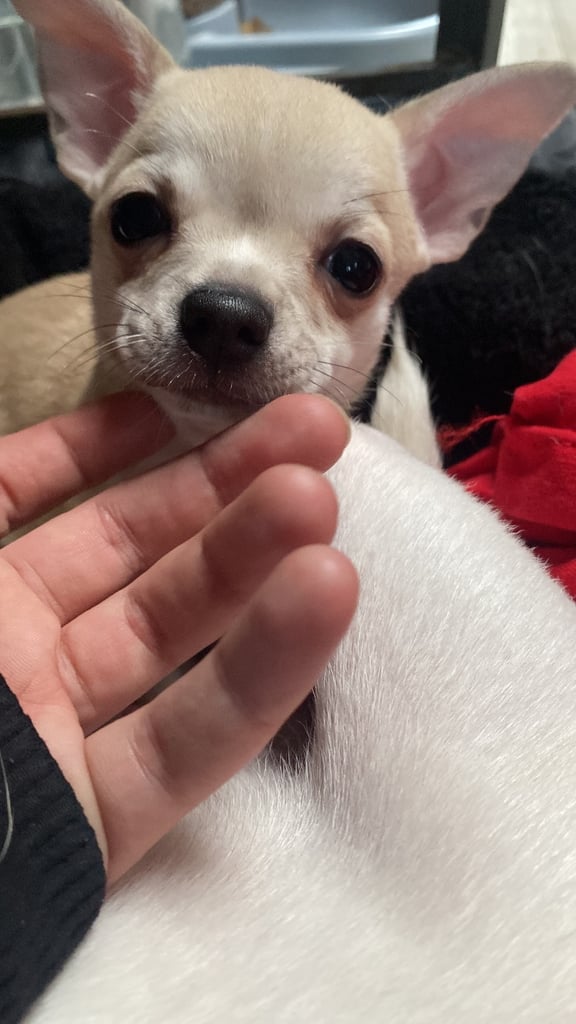 Pedigree Chihuahua puppies 