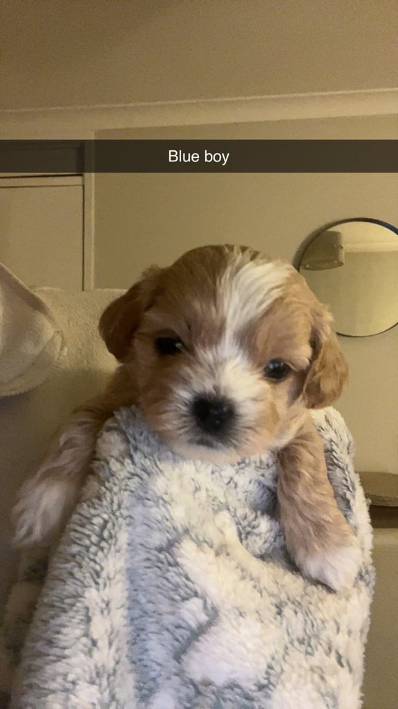 Shihpoo puppies looking for 5⭐️ homes