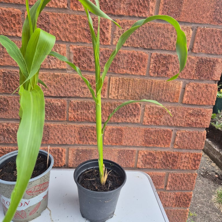 5 Sweetcorn golden bantam plants 