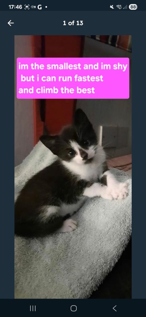 1 female kitten ready to leave can deliver too