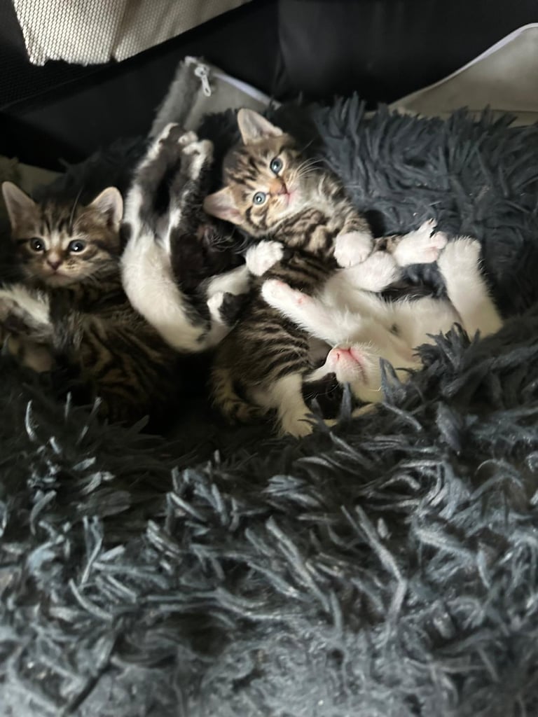 Kittens / Cats